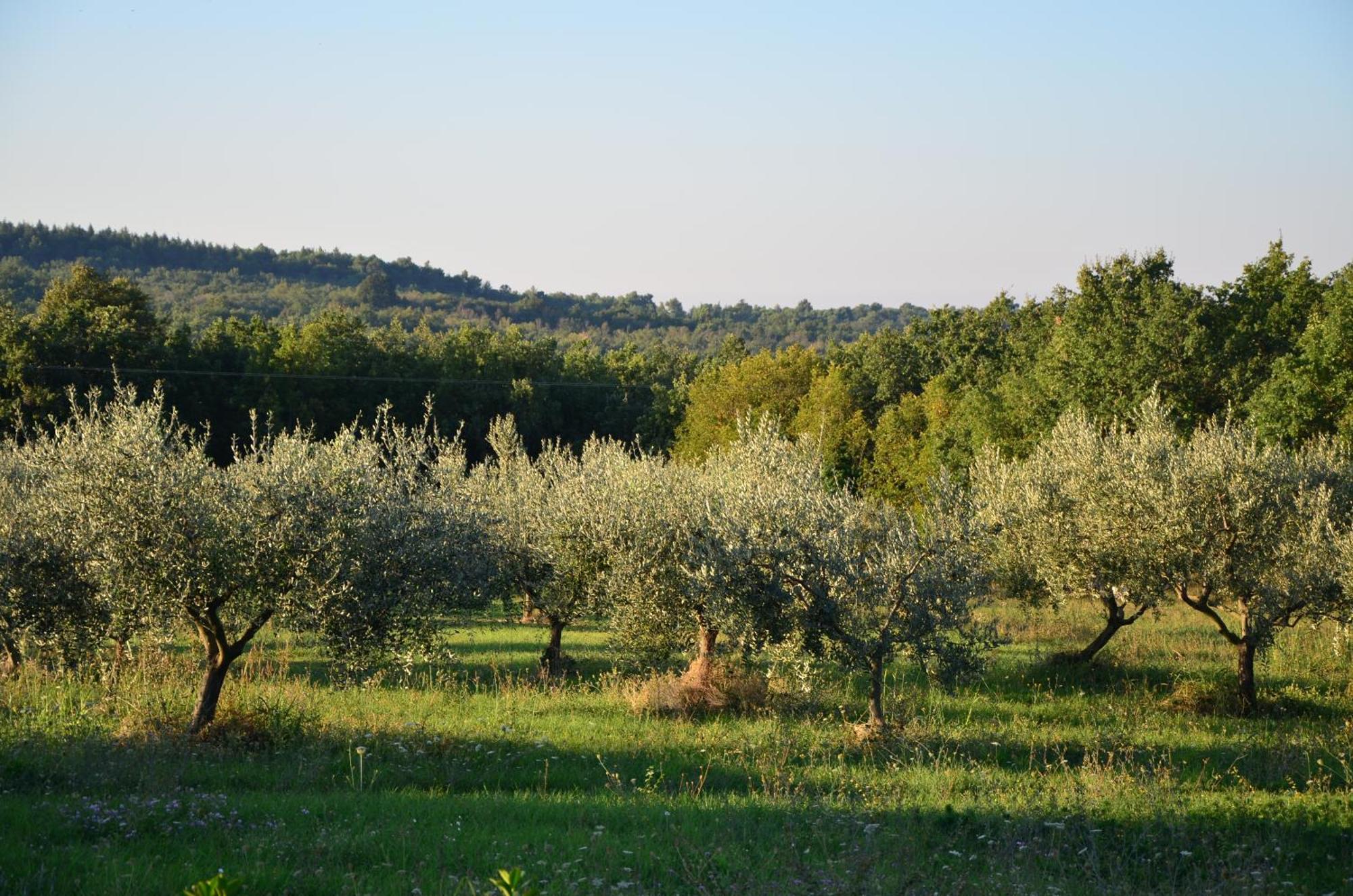 Villa Olivetta By Istrian Country Houses Barat  Ngoại thất bức ảnh