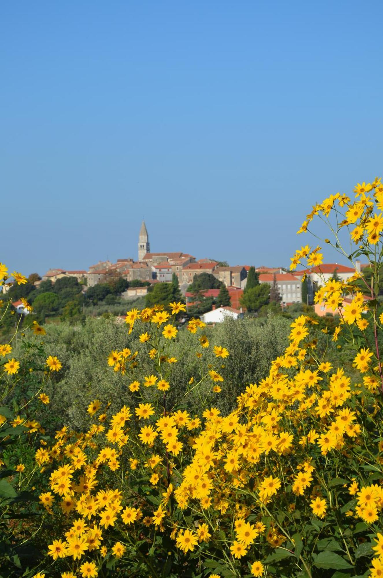 Villa Olivetta By Istrian Country Houses Barat  Ngoại thất bức ảnh